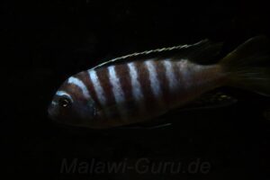 Metriaclima flavicauda 'Zimbawe Rock'